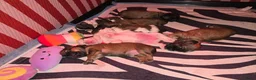 Kruising honden te koop: Boomer pups 💙❤️(Shih-Tzu x Boomer) - Advertentie 3