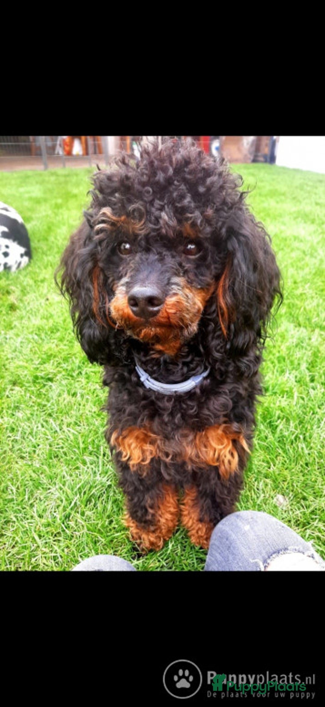 Poedel honden ter dekking: Dekreu Black and tan  dwerg poedel in Zwartemeer - Advertentie 3