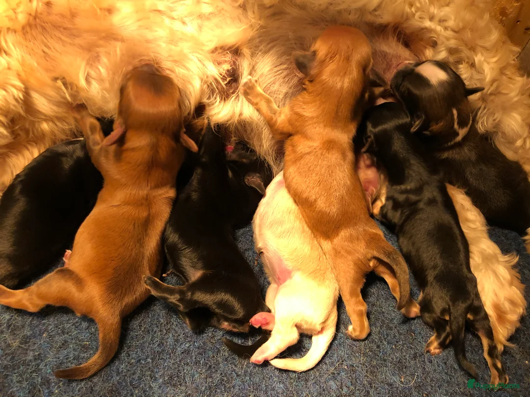 Galerij afbeelding {{count}}