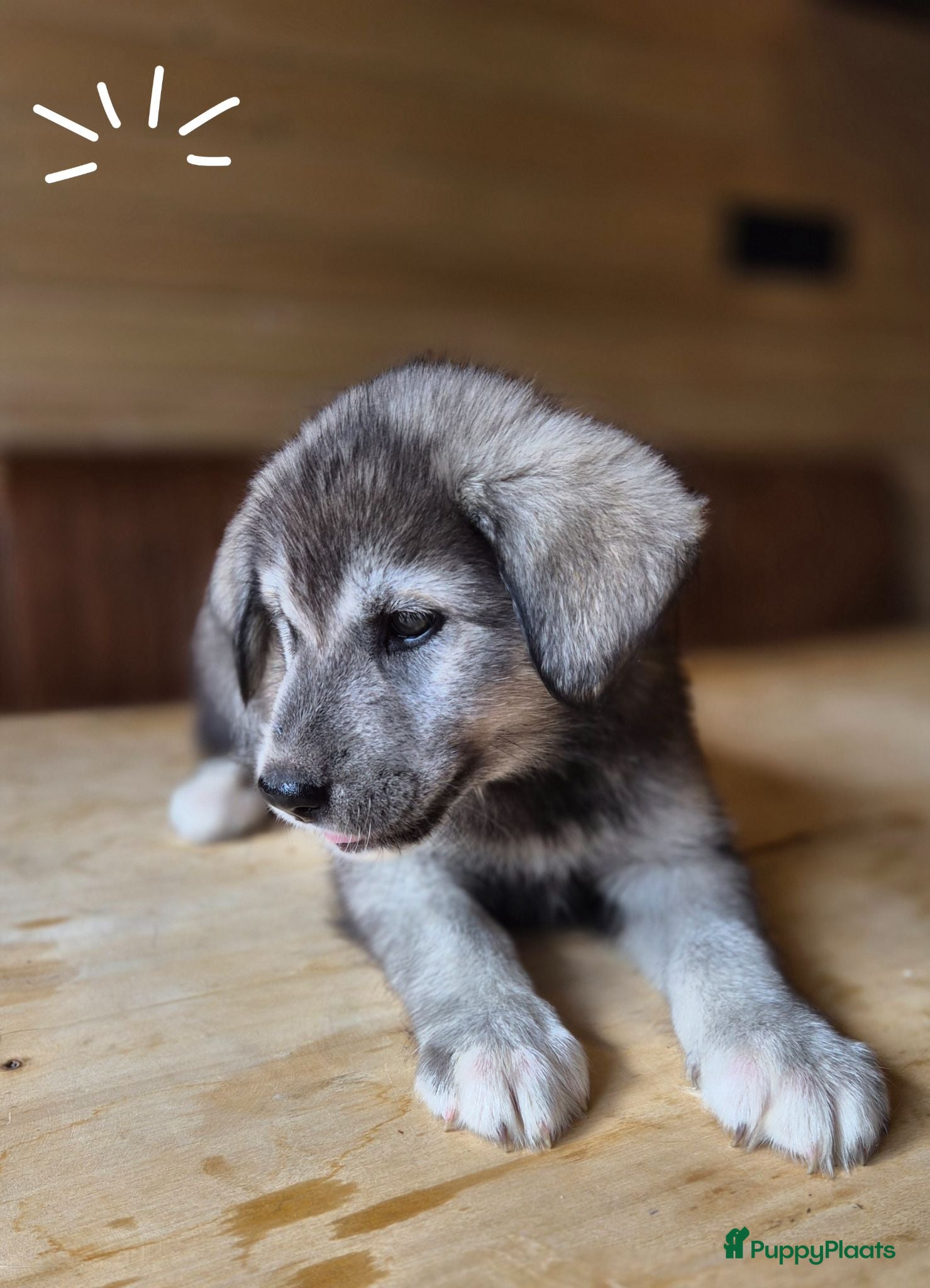 Kruising honden Labrakita pups - Advertentie 3