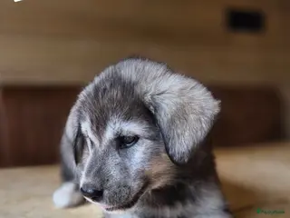 Kruising honden Labrakita pups - Advertentie 3