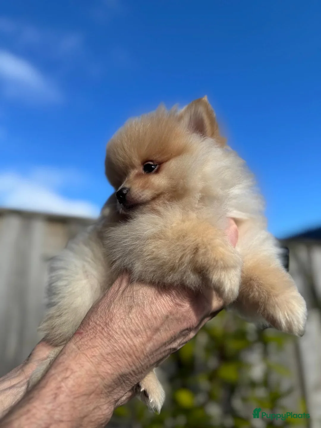 Pomeriaan honden te koop: Prachtige Pomeriaan pups  - Advertentie 4