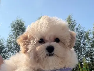 Maltipoo honden Mini maltipoo pups thuis geboren en grootgebracht - Advertentie 1