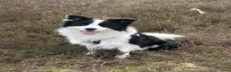 Border Collie honden ter dekking: mooie raszuivere  bordercollie in Eerbeek - Advertentie 2