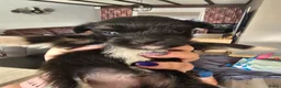 Kruising honden te koop: Nog twee pups beschikbaar - Advertentie 6