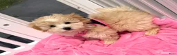 Maltipoo honden te koop: Mini maltipoo pups thuis geboren en grootgebracht - Advertentie 6