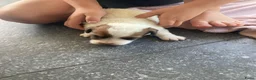 Jack Russel Terriër honden te koop: Ruwharige jack russell pups - Advertentie 10