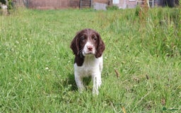 Engelse Springer Spaniel honden te koop: Lieve Engelse springer spaniel puppy's in Gameren - Afbeelding 13