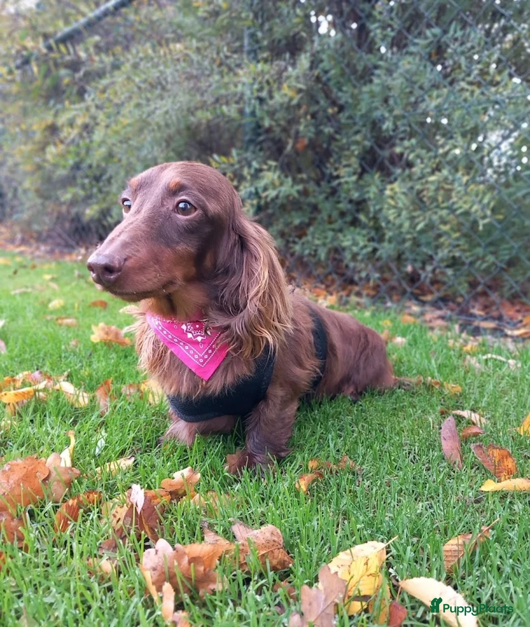 Teckel (korthaar)  honden te koop: Laatste reutje dwergteckel korthaar - Advertentie 13