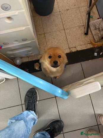 Pomeriaan honden - Advertentie 2