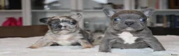 Franse Bulldog honden te koop: Franse Bulldog pups, lange open neus  - Advertentie 6