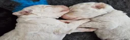 Kruising honden te koop: Leuke medium doodle pups zoeken gouden mandje! - Advertentie 5