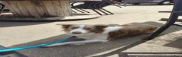 Border Collie honden ter dekking: Prachtige Lilac Border Collie dekreu - Advertentie 3