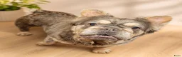Franse Bulldog honden te koop: Franse bulldog pups - Advertentie 7