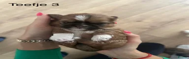 Shih Tzu 3