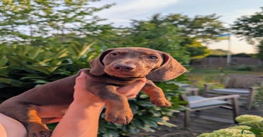 Teckel (korthaar)  honden - Advertentie 5