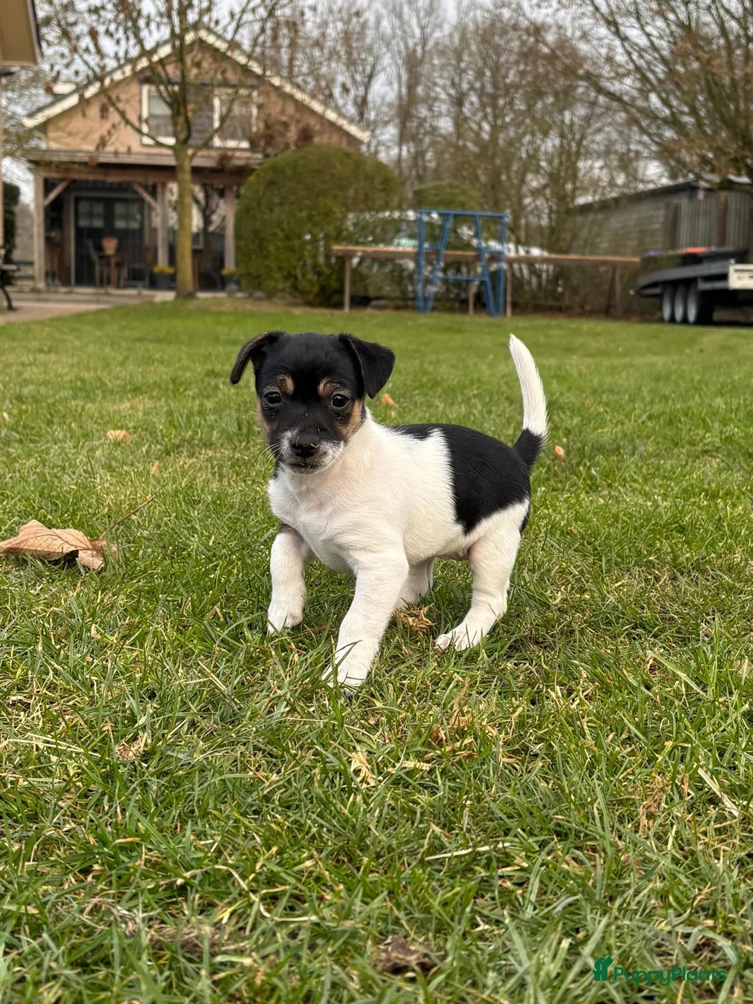 Jack Russel Terriër honden te koop: Jack Russel pup teefje - Advertentie 8