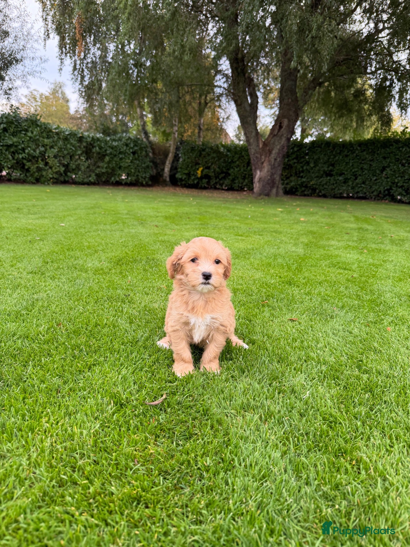 Maltipoo honden Maltipoo (Maltezer x Poedel) pups - Advertentie 2
