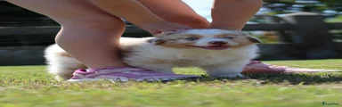 Australian Shepherd Puppy 3