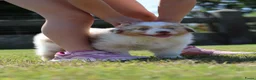 Australian Shepherd honden te koop: Australische herder pups huiselijk opgevoed  - Advertentie 2