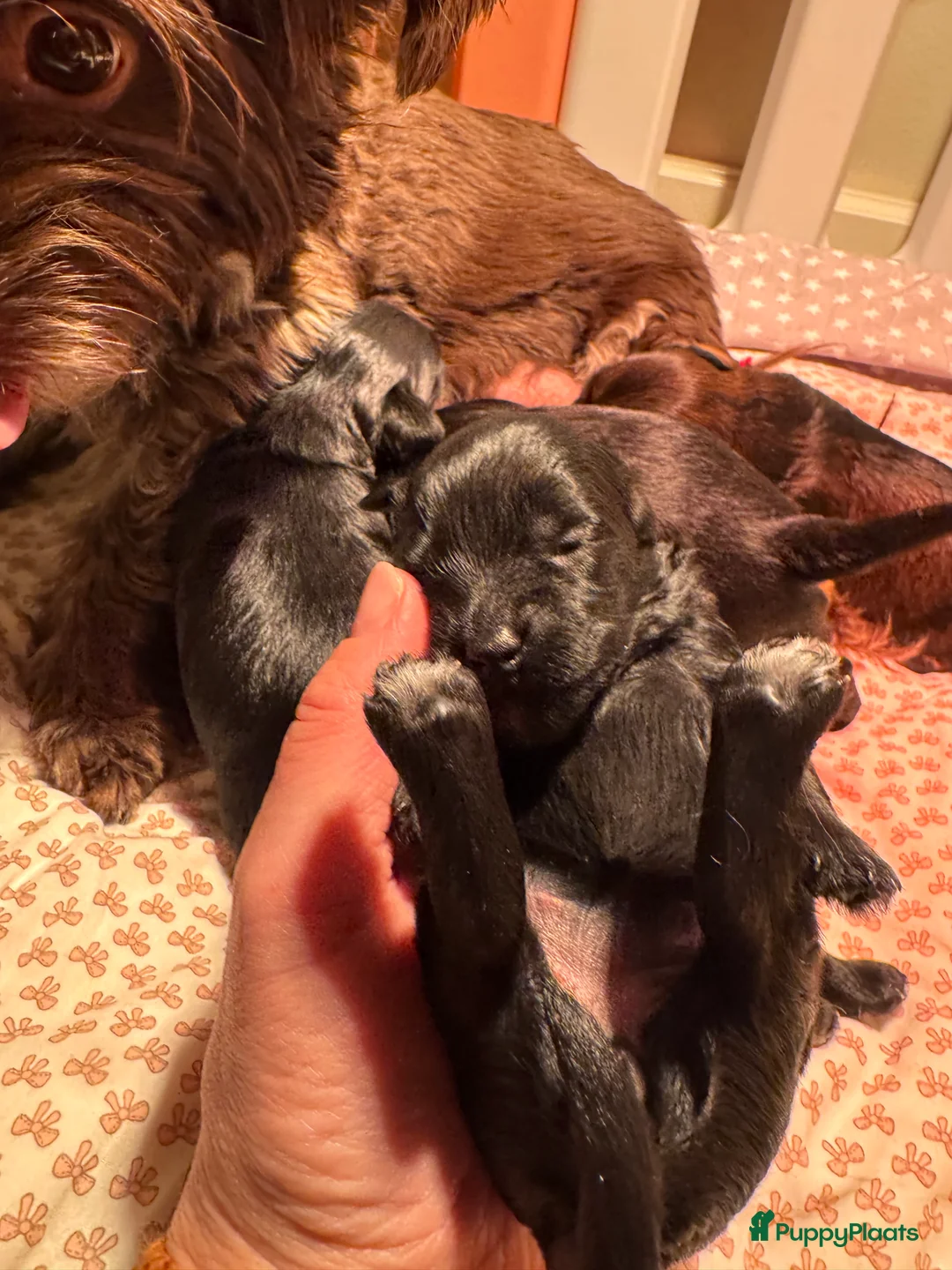 Kruising honden te koop: Yorkipoo pups te koop - Advertentie 9