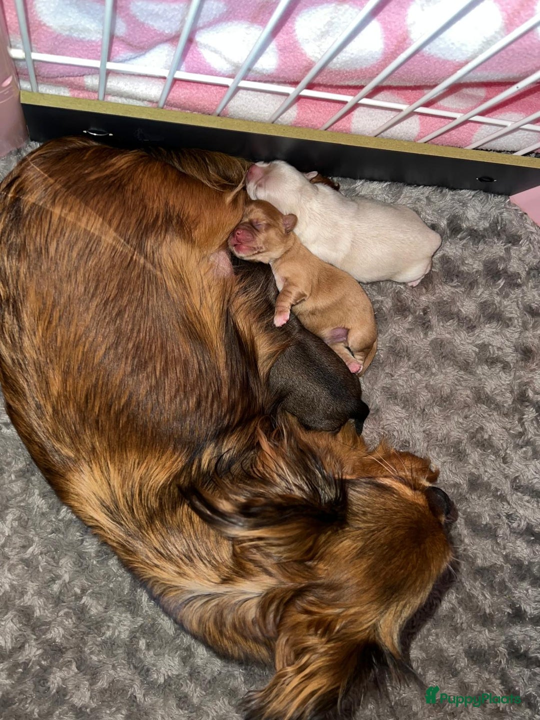 Chihuahua honden te koop: Chihuahua langhaar pupjes - Afbeelding 15