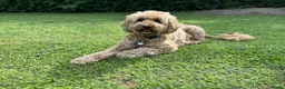 Australian Labradoodle honden te koop: Australische labradoodle pups - Advertentie 10