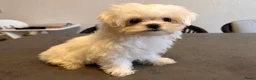 Maltezer honden te koop: Puppy's Reutjes - Advertentie 1