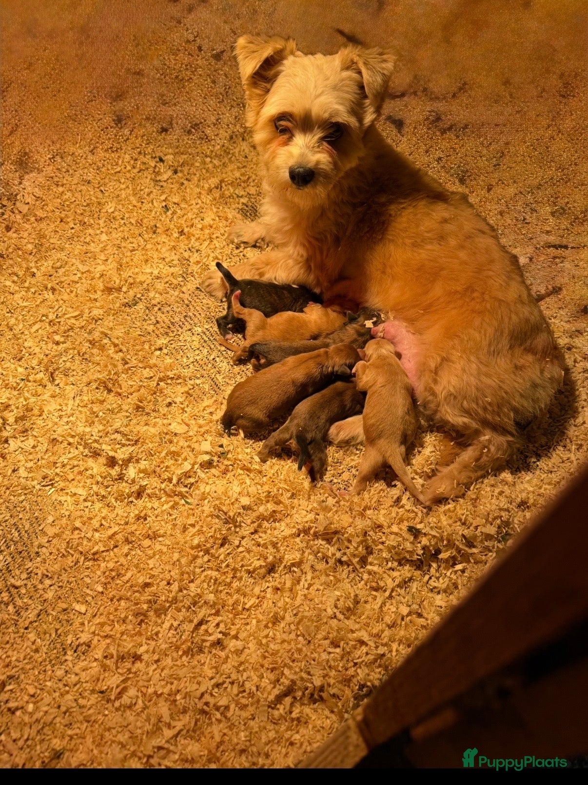 Boomer honden Boompoo - Advertentie 2