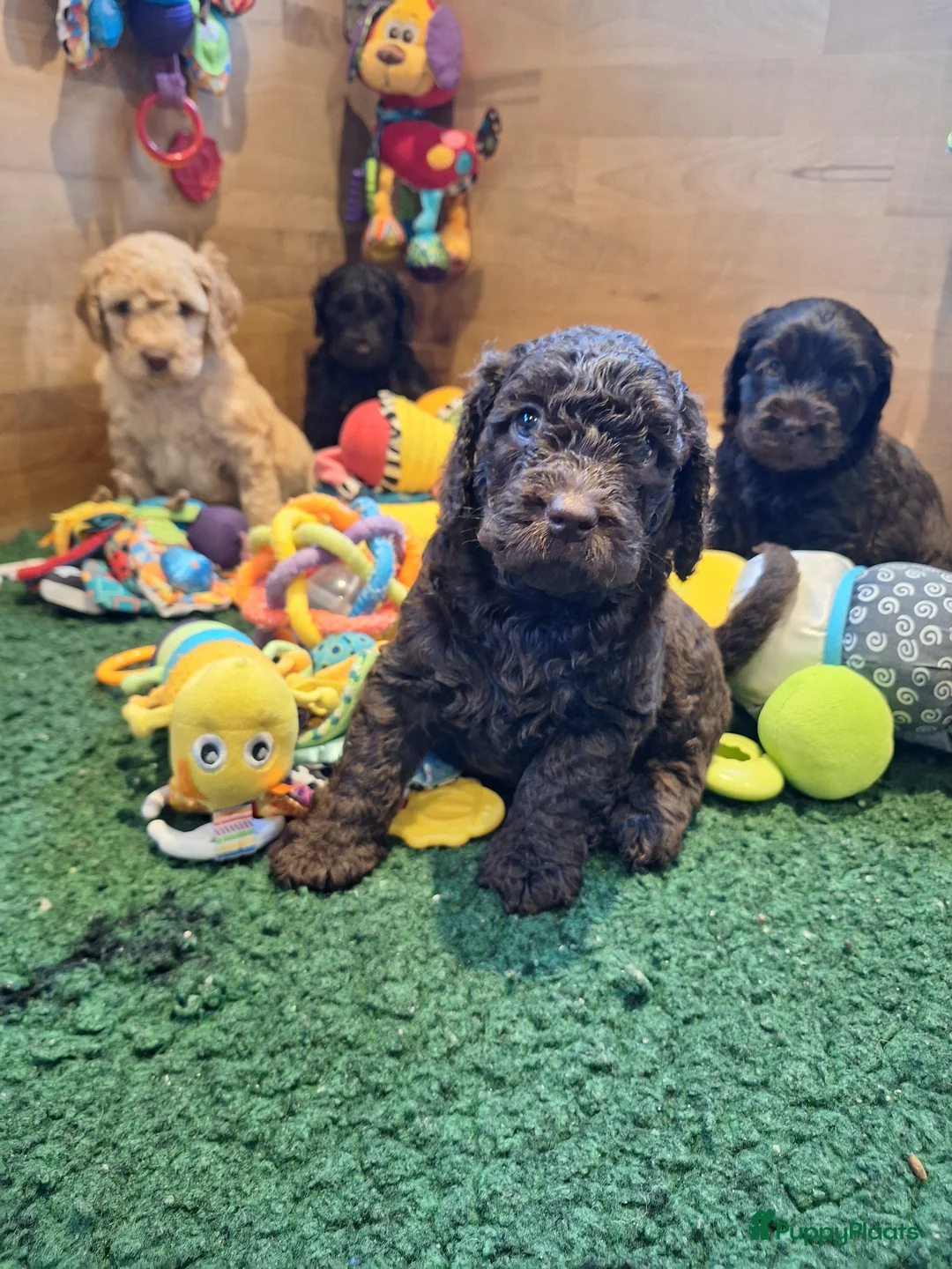 Kruising honden te koop: Australian labradoodle pups - Advertentie 15