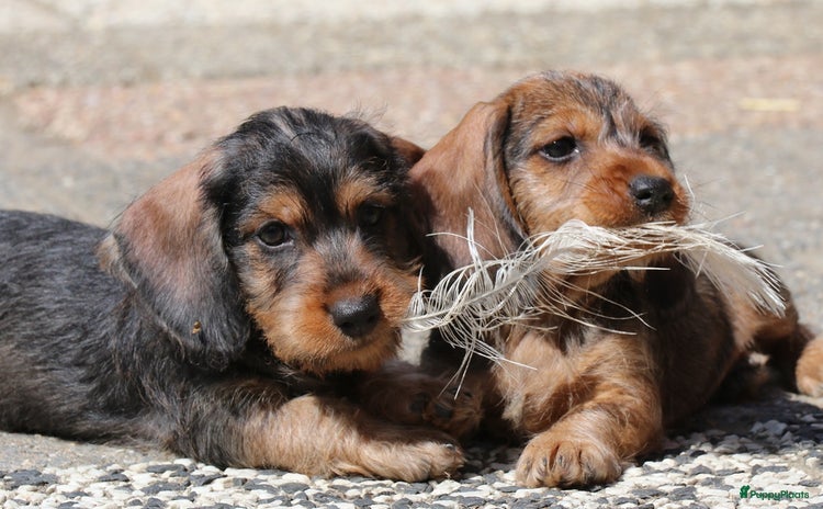 Kruising honden - Advertentie 4