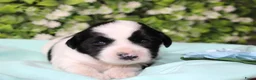 Tibetaanse Terriër honden te koop: Tibetaanse terrier pups  - Advertentie 4