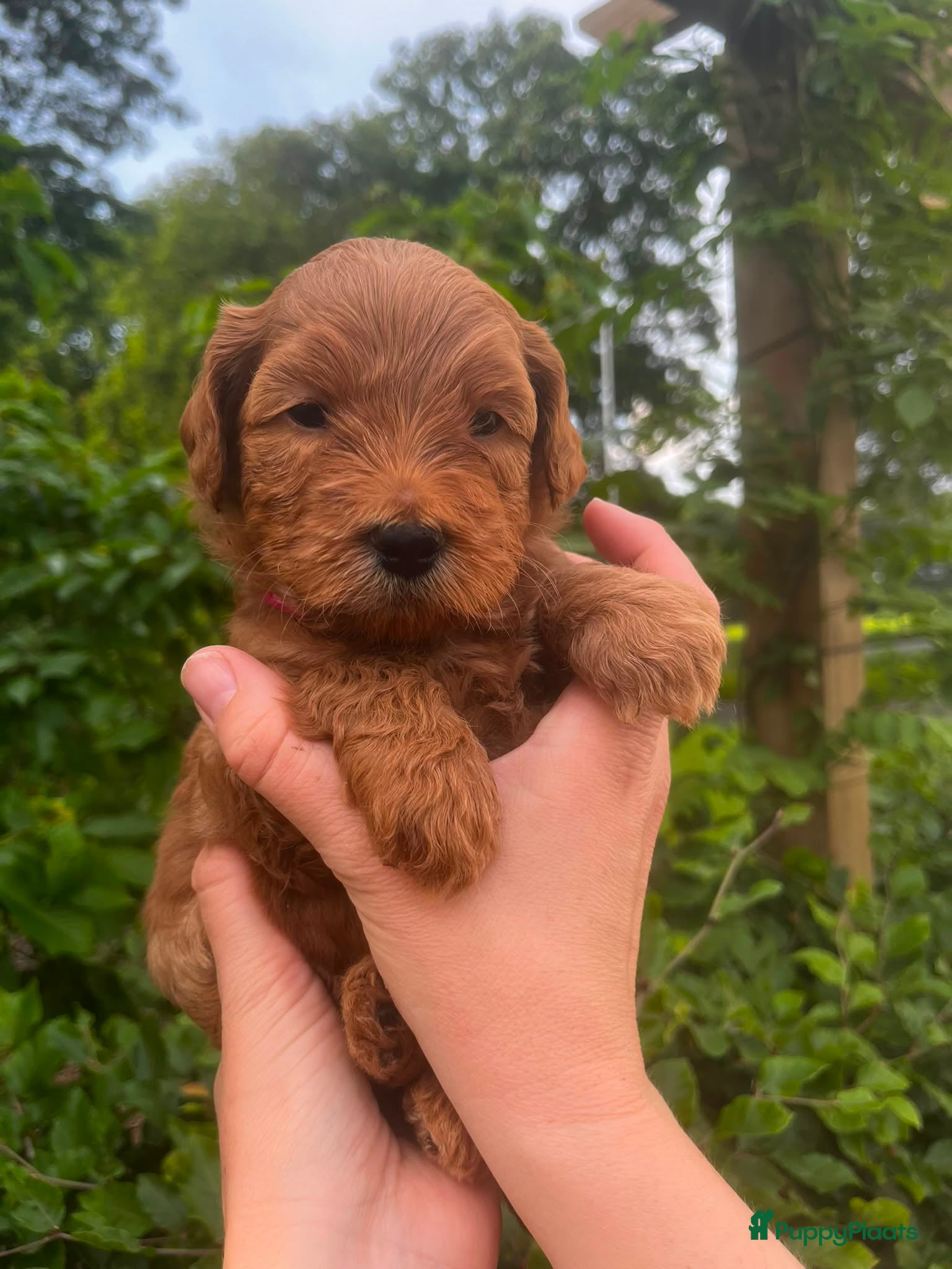 Australian Labradoodle honden te koop: Australian labradoodle pups - Advertentie 23