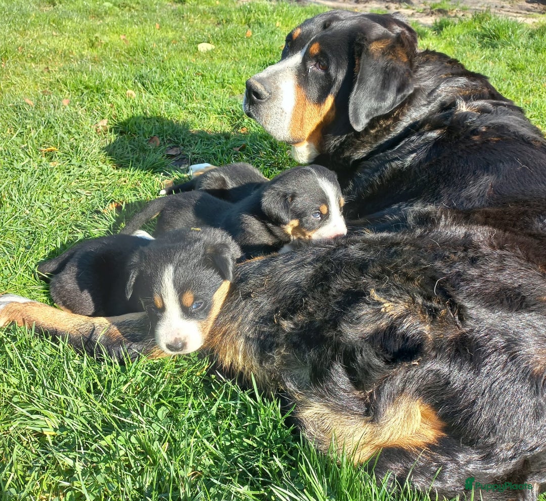 Grote Zwitserse Sennenhond honden te koop: Grote Zwitserse Sennenhond pups, raszuiver - Advertentie 5