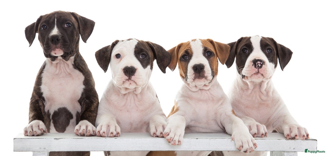 Galerij afbeelding {{count}}