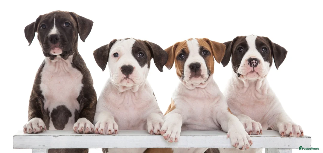 Galerij afbeelding {{count}}