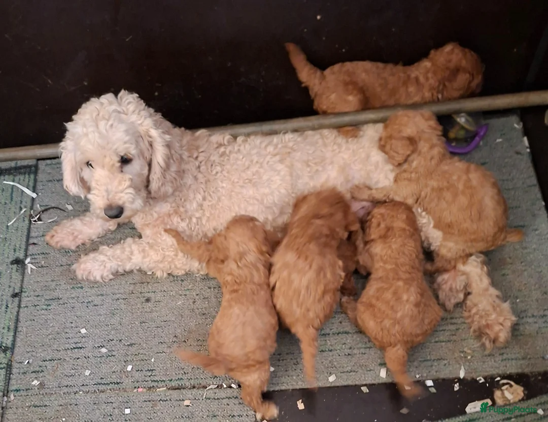 Kruising honden te koop: Toy/ dwerg poedel pups in Someren - Advertentie 2