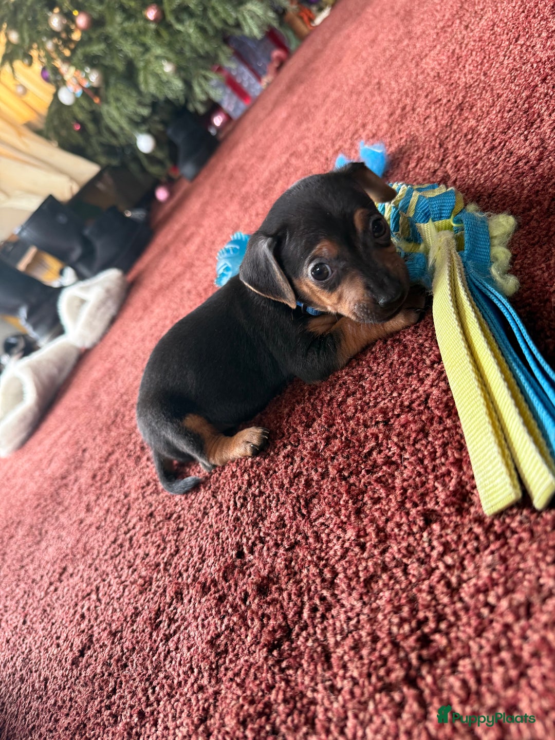 Jack Russel Terriër honden te koop: Jack russel pups - Advertentie 27