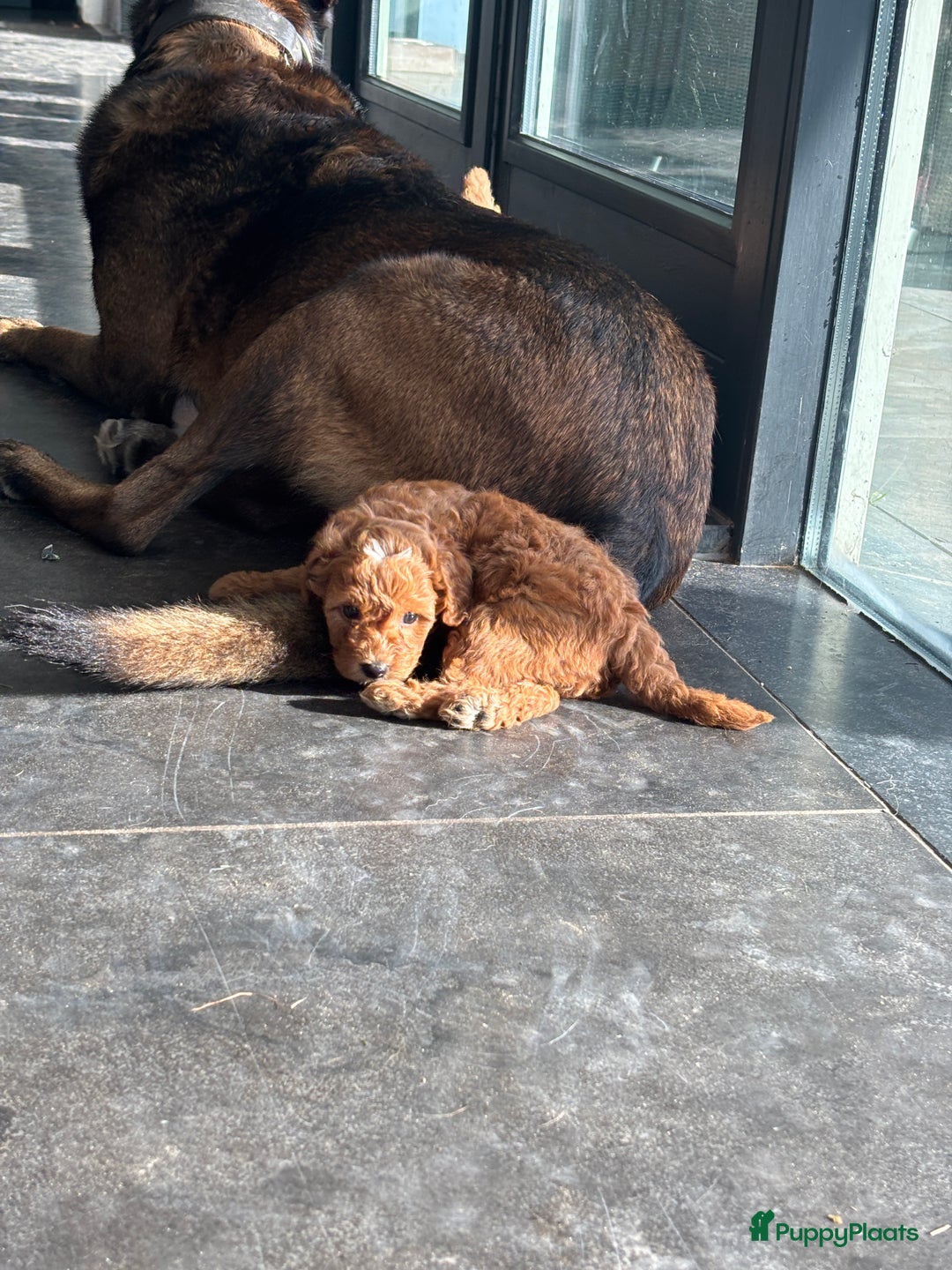 Labradoodle honden te koop: Mini labradoodle te koop - 1 teefje beschikbaar - Advertentie 4