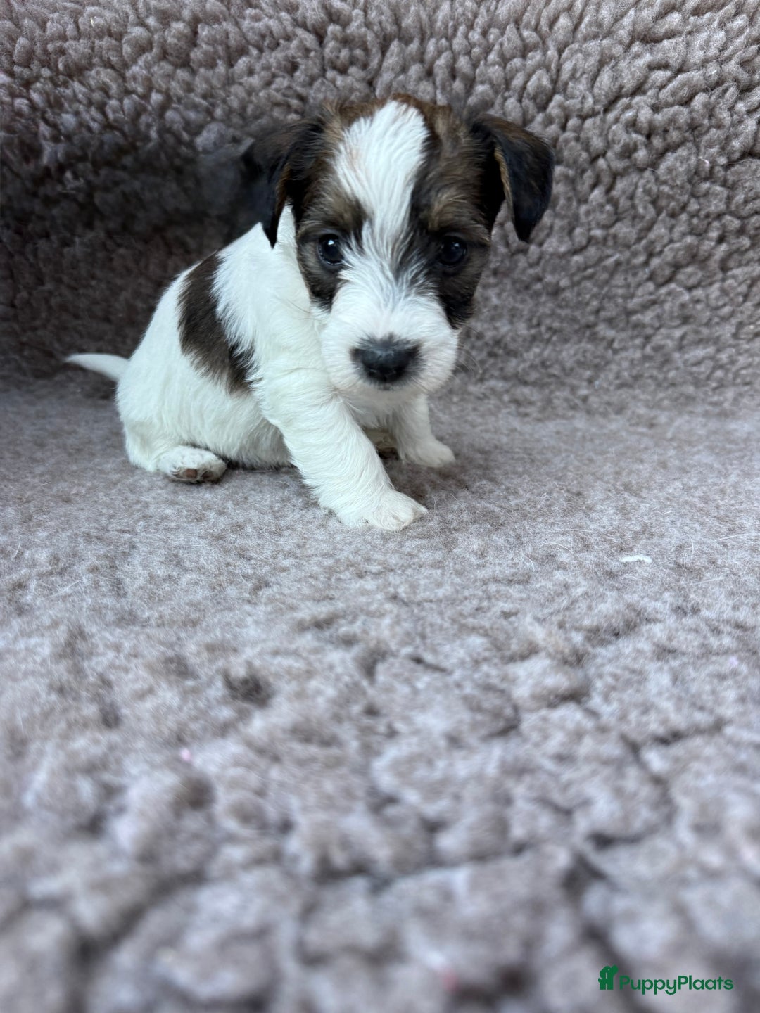 Jack Russel Terriër honden te koop: Ruwharige Jack Russel pups te koop - Advertentie 13