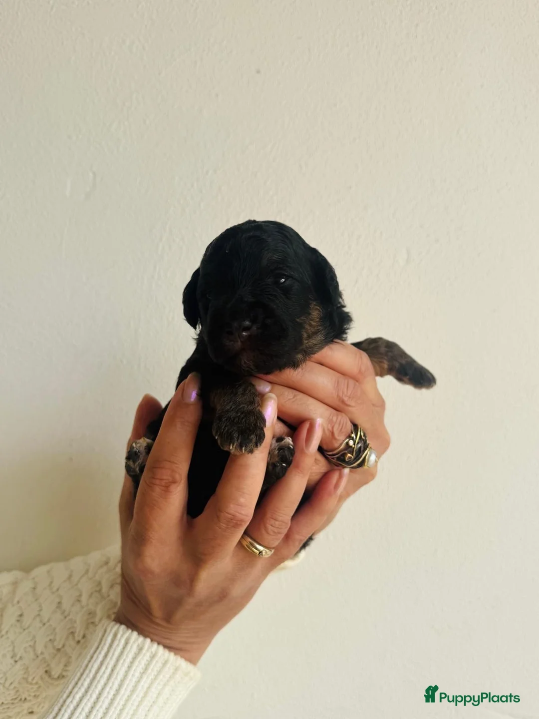 Australian Labradoodle honden te koop: 5 lieve pups uit 2e nestje van Bonnie en Cooper - Advertentie 2