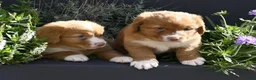 Nova Scotia Duck Tolling Retriever honden te koop: Nova Scotia Duck Tolling Retriever pups # Toller - Advertentie 22