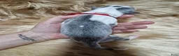 Border Collie honden te koop: Blauwe border collie pups  - Advertentie 7