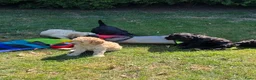 Labradoodle honden te koop: Hele mooie medium Labradoodle pups - Advertentie 11