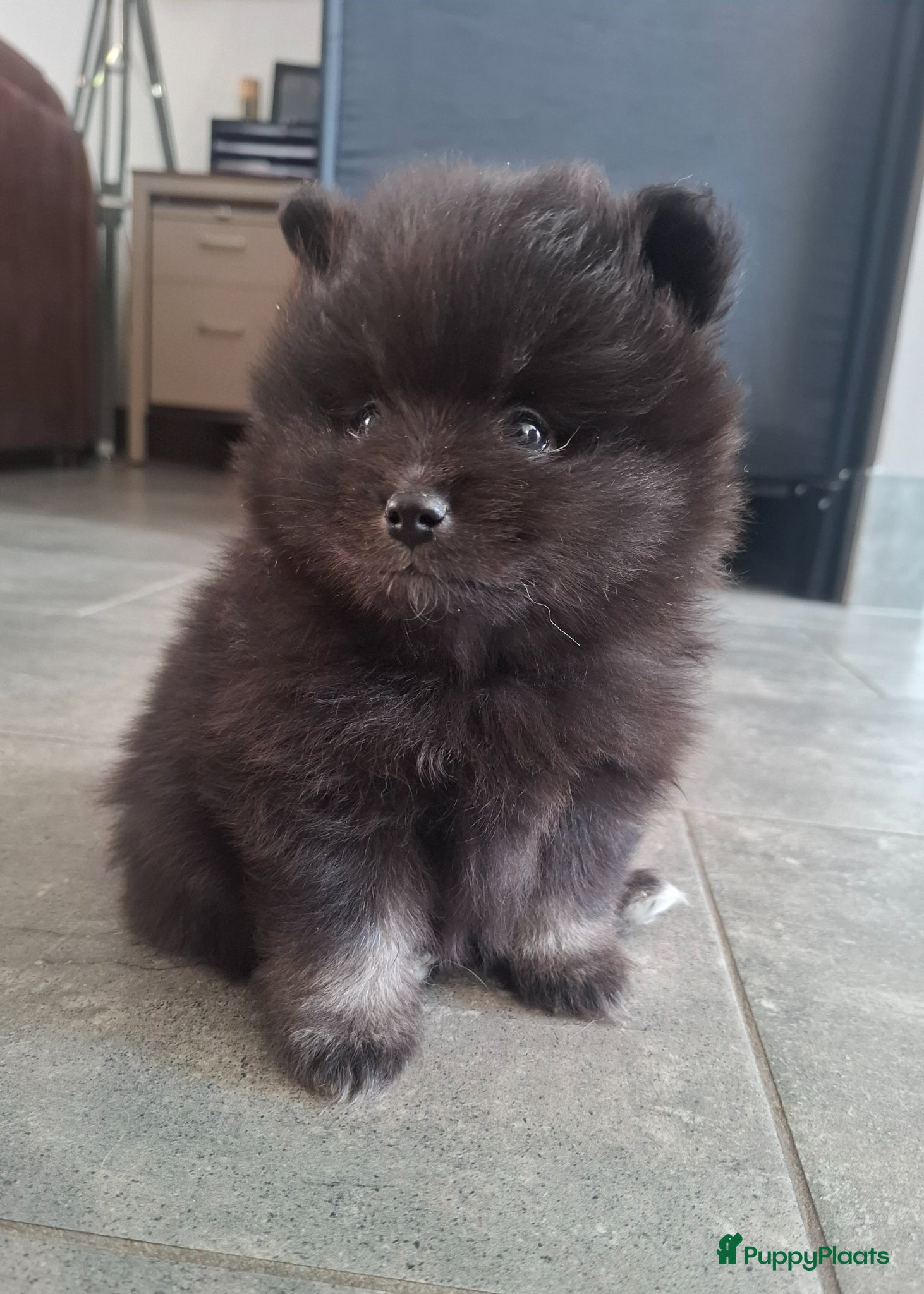 Pomeriaan honden Laatste dwergkees pup reutje - Advertentie 3