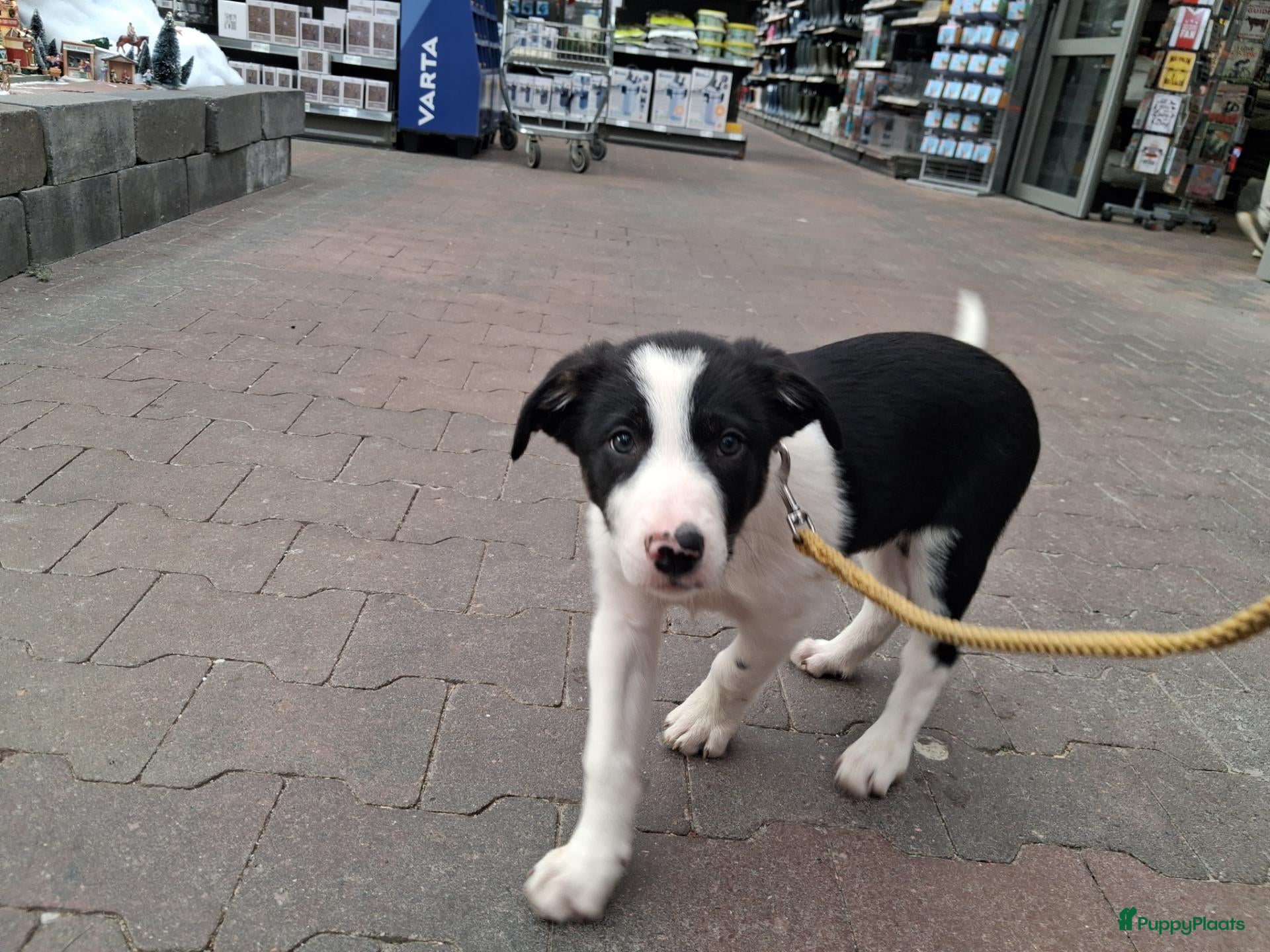 Border Collie honden te koop: Mooie, lieve en gesocialiseerde border collie's - Advertentie 6