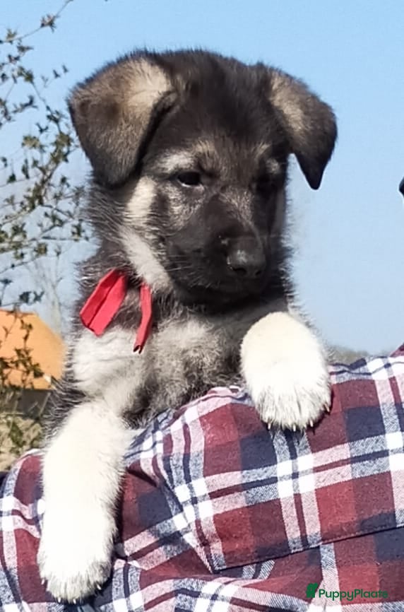 Duitse Herder honden Prachtige Oost Europese herder pups (veo) - Advertentie 17