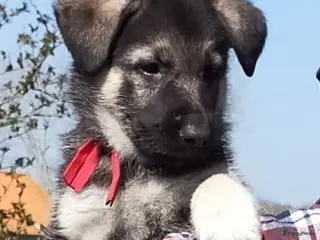 Duitse Herder honden Prachtige Oost Europese herder pups (veo) - Advertentie 17