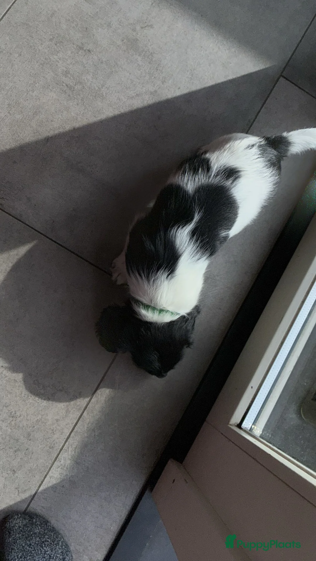 Engelse Springer Spaniel honden te koop: Engelse Springers Spaniel - Advertentie 2