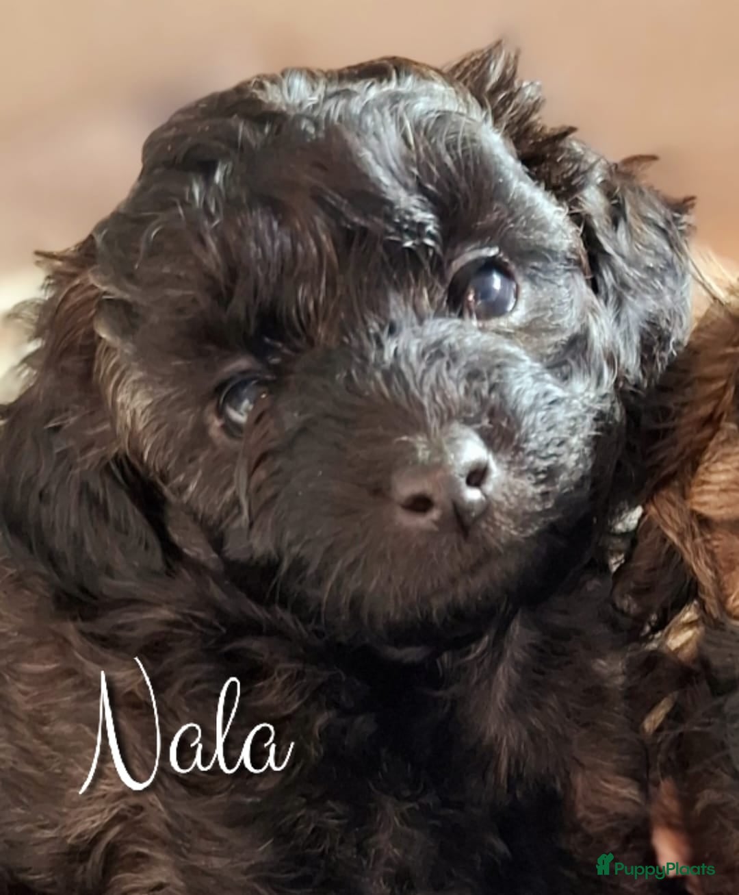 Maltipoo honden te koop: Maltipoo - Advertentie 15